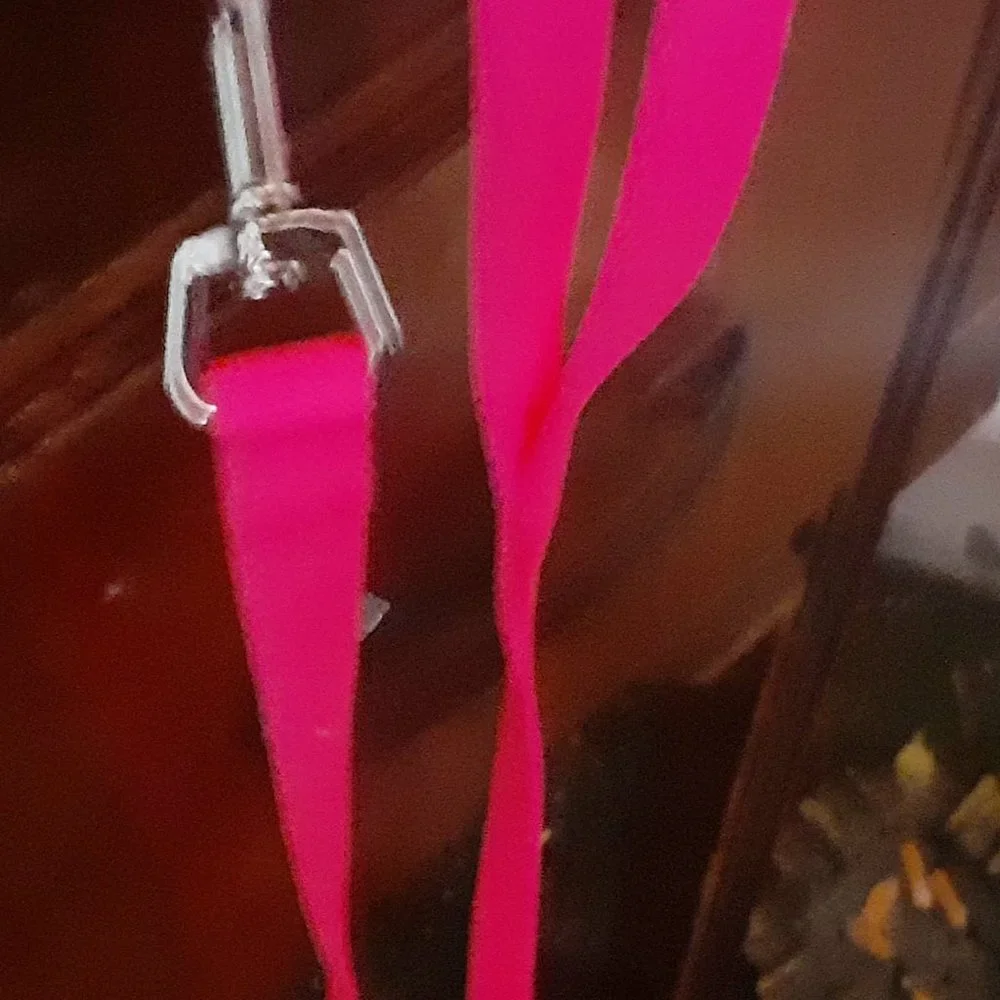 Cat or kitten leash
